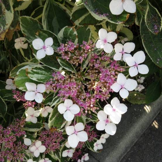 Hortensia Tricolor, Hydrangea macrophylla à fleurs Rose/Bleue - feuillage Caduc - Godet - 5/20 cm - Image 1