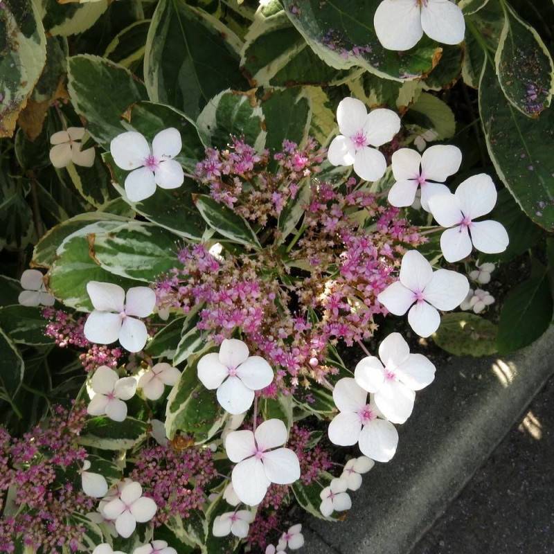 Hortensia Tricolor, Hydrangea macrophylla à fleurs Rose/Bleue - feuillage Caduc - Godet - 5/20 cm - Image 1
