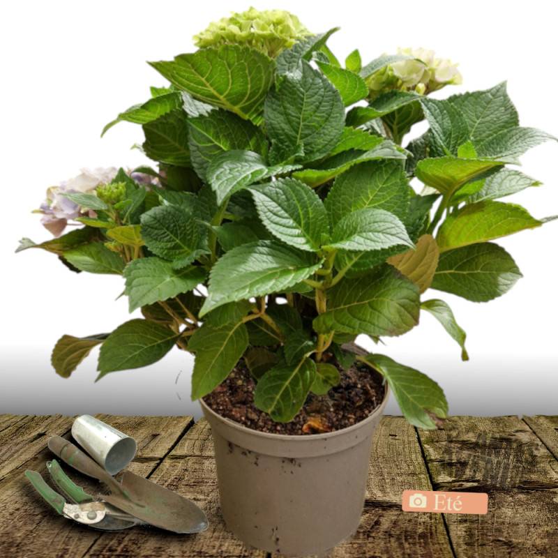 Hortensia Tricolor, Hydrangea macrophylla à fleurs Rose/Bleue - feuillage Caduc - Godet - 5/20 cm - Image 10