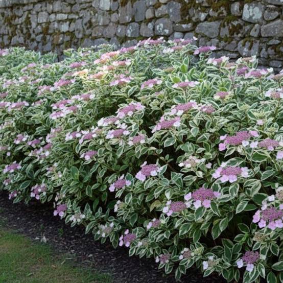 Hortensia Tricolor, Hydrangea macrophylla à fleurs Rose/Bleue - feuillage Caduc - Godet - 5/20 cm - Image 5