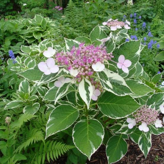 Hortensia Tricolor, Hydrangea macrophylla à fleurs Rose/Bleue - feuillage Caduc - Godet - 5/20 cm - Image 3