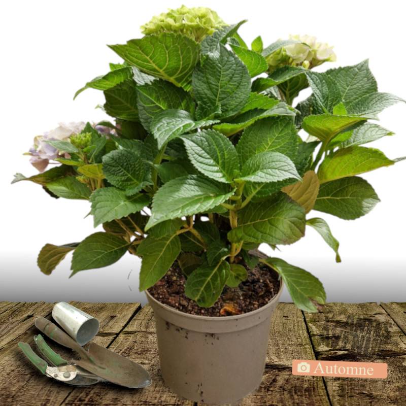 Hortensia Tricolor, Hydrangea macrophylla à fleurs Rose/Bleue - feuillage Caduc - Godet - 5/20 cm - Image 9
