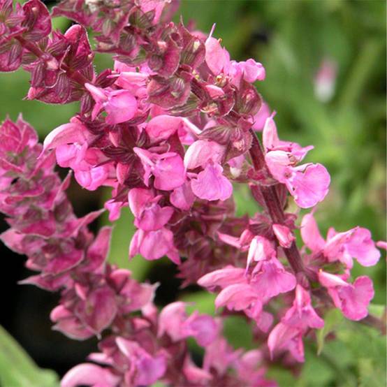 Promesse de Fleurs - SALVIA nemorosa Rose Queen (Rosakönigin) - Sauge des bois Godet de 8/9 cm