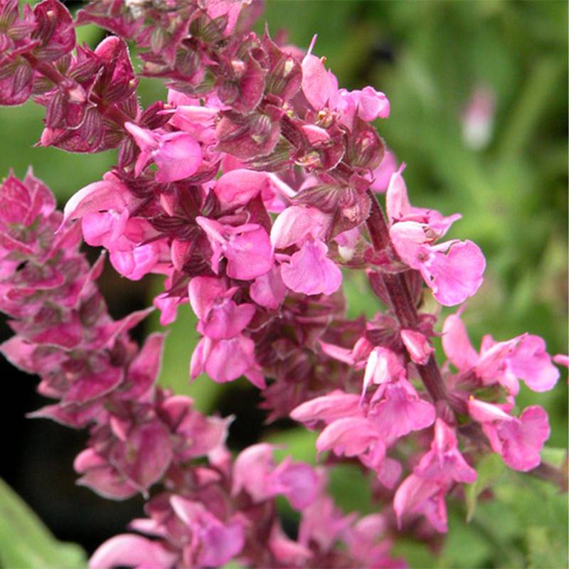 SALVIA nemorosa Rose Queen (Rosakönigin) - Sauge des bois  Godet de 8/9 cm