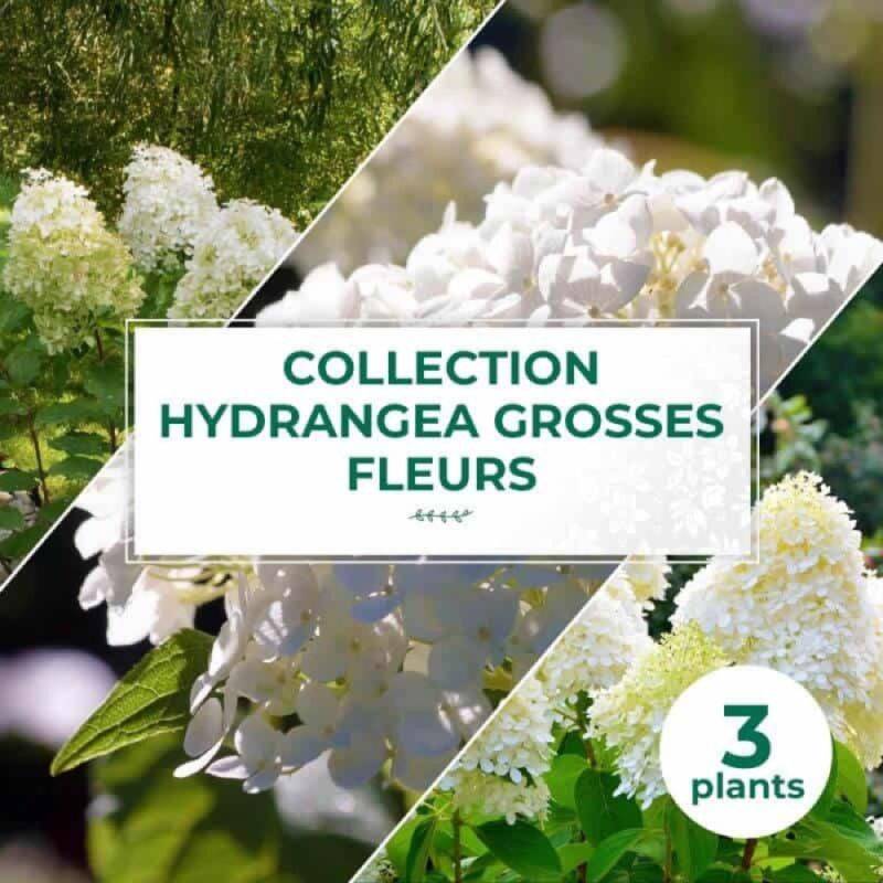 Collection 3 Hydrangea grosses fleurs - Godet 8cm et + - Pépinières Naudet - Imagen 1