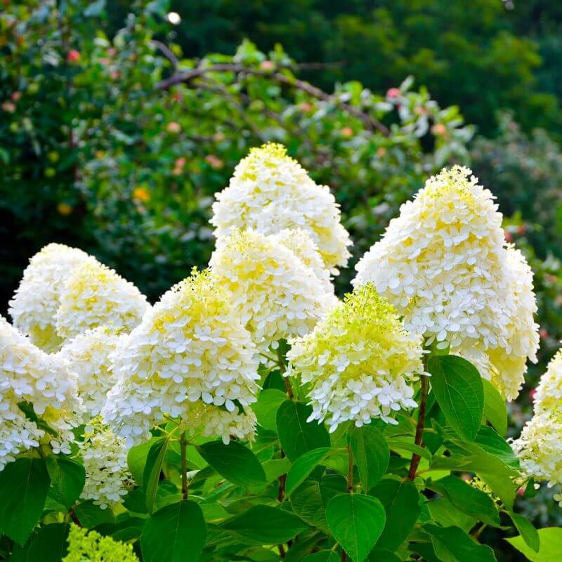 Collection 3 Hydrangea grosses fleurs - Godet 8cm et + - Pépinières Naudet - Imagen 4