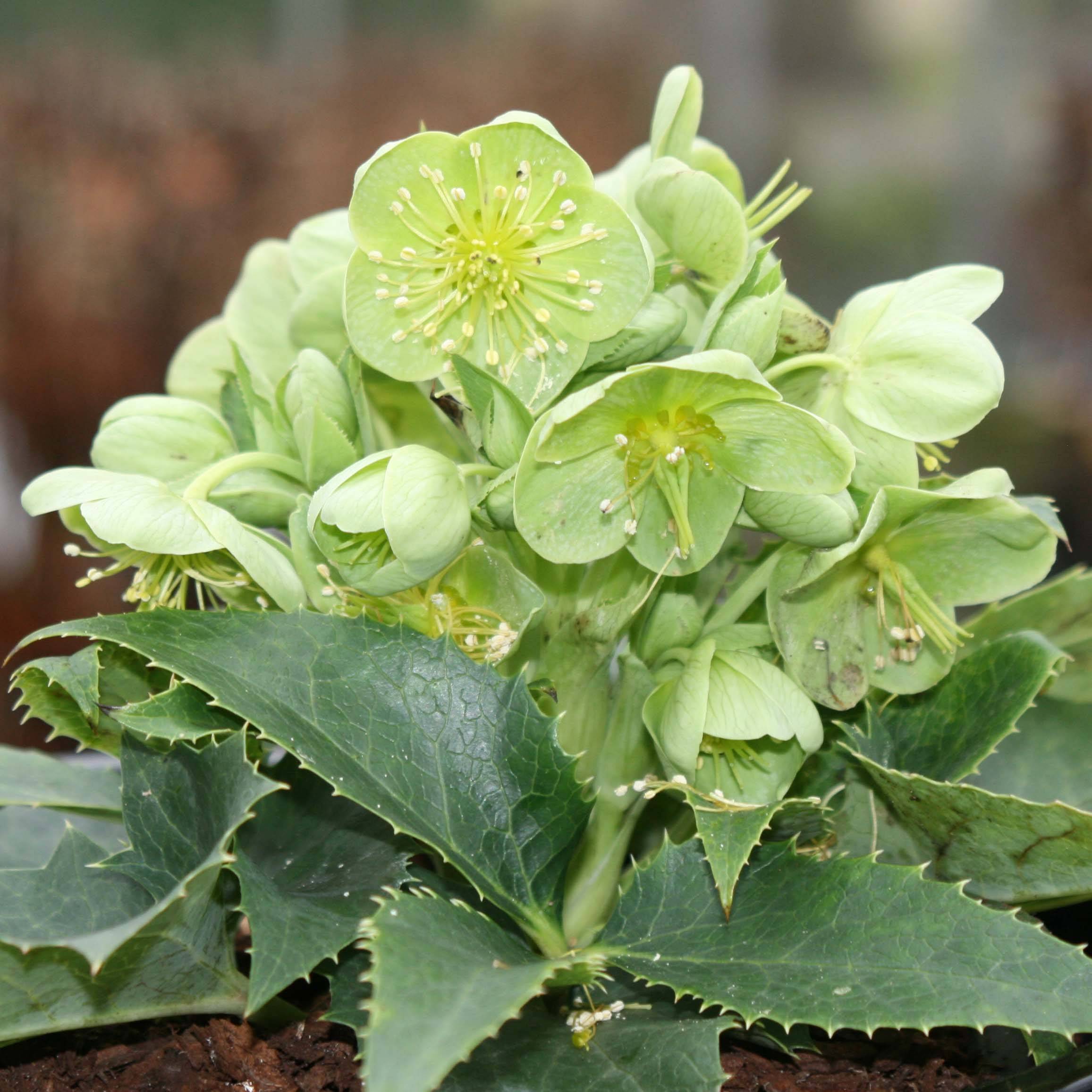 Hellébore de Corse - Helleborus argutifolius  Godet de 8/9 cm