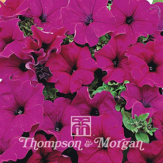 Graines de Pétunia Lady Purple F1 le sachet de 15 graines environ