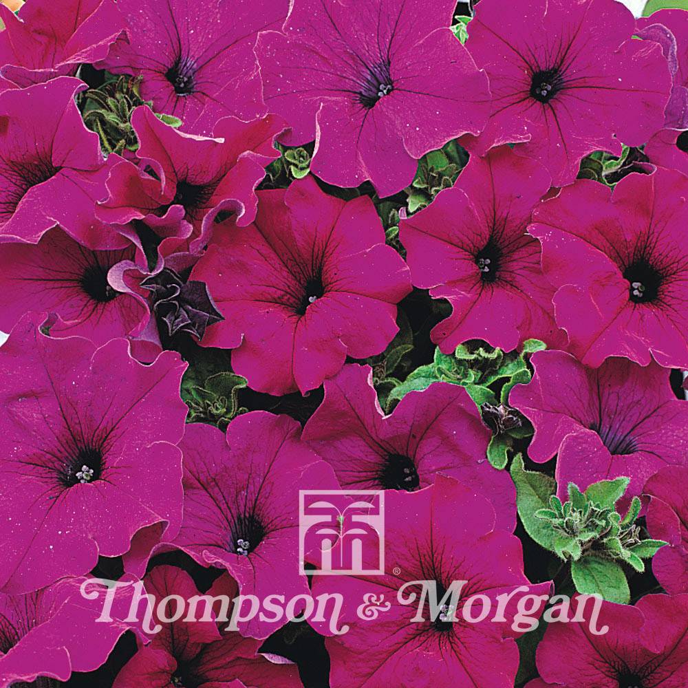 Graines de Pétunia Lady Purple F1 le sachet de 15 graines environ