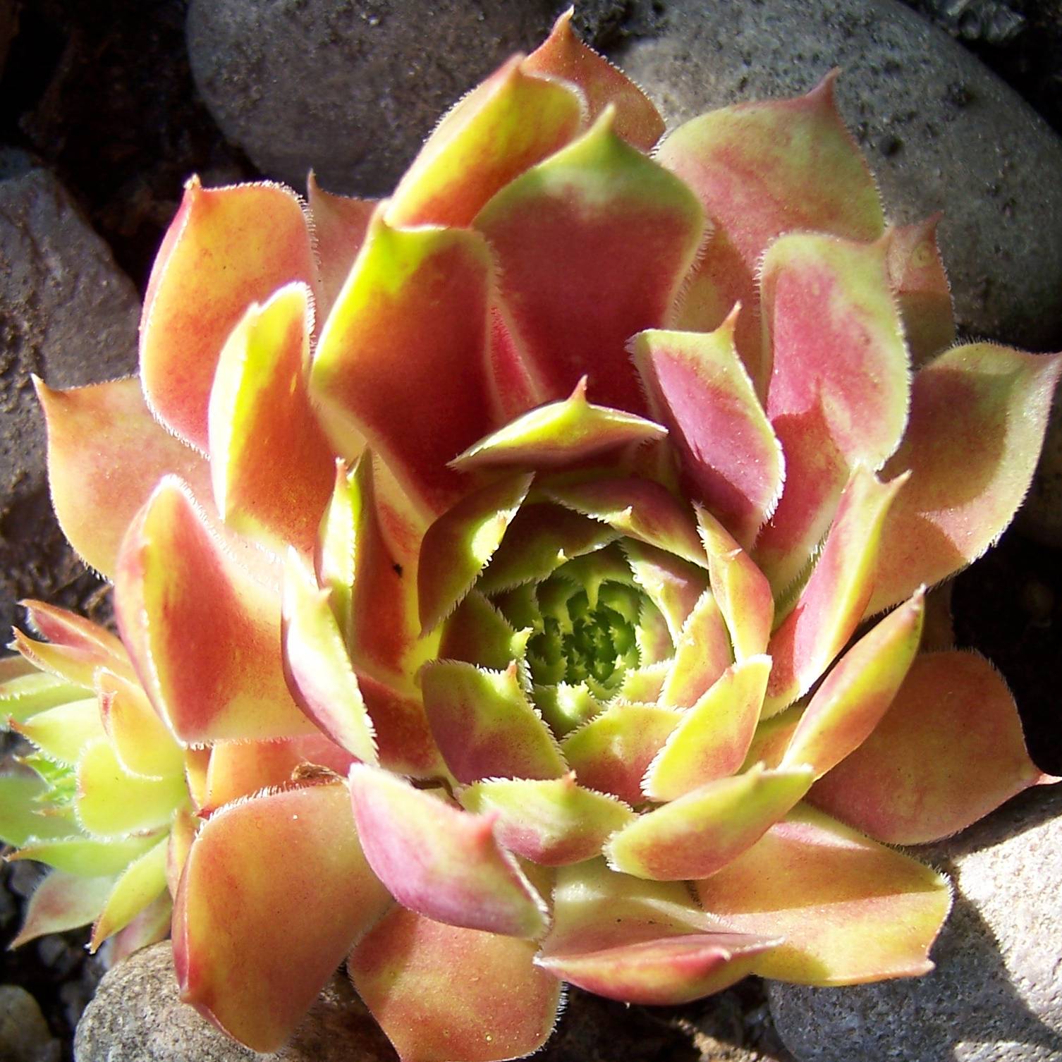 Sempervivum Commander Hay - Joubarbe hybride rouge et verte Godet de 8/9 cm