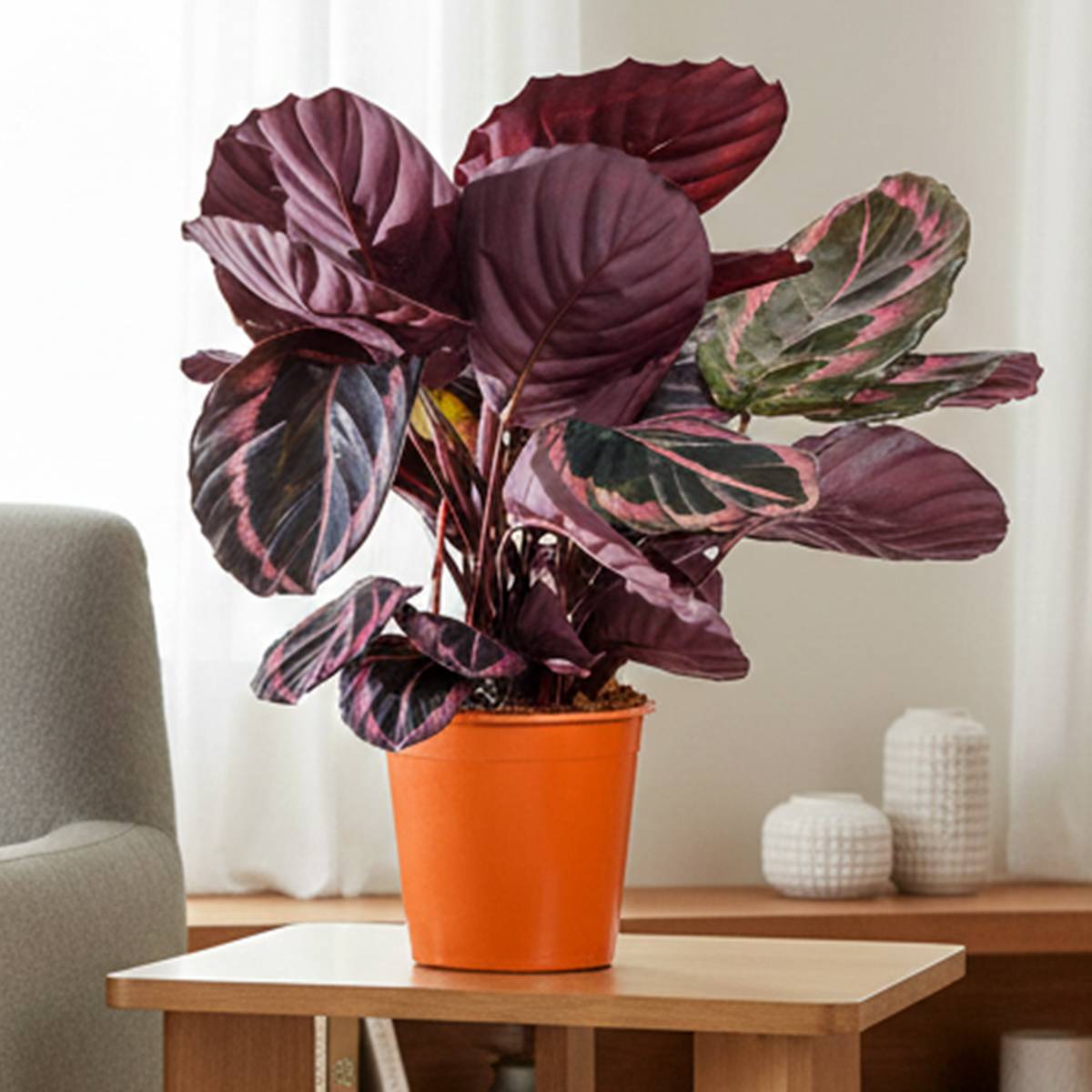 mini calathea Calathea Beauty Star - Live Starter Plants - Calathea Ornata