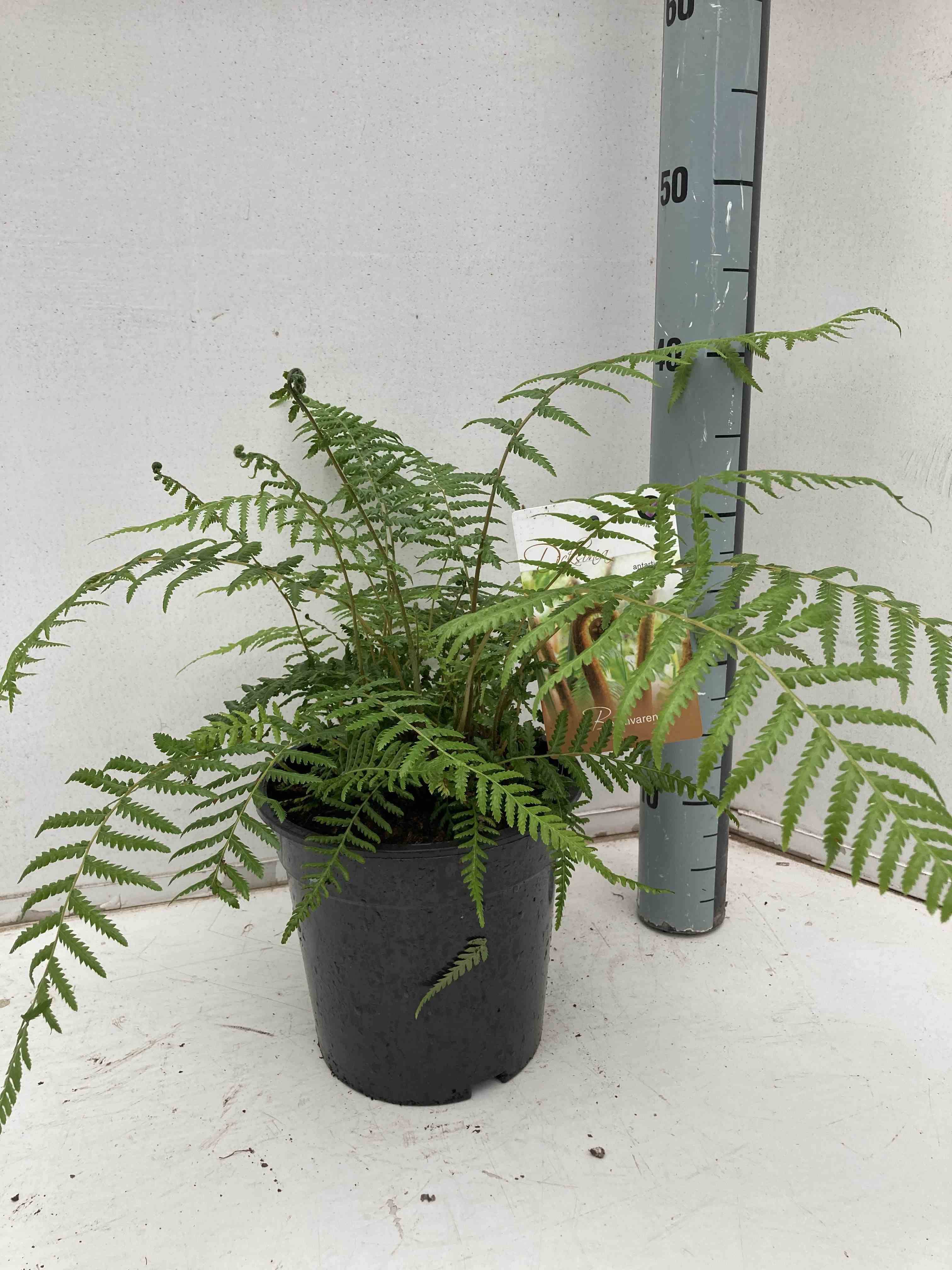 Sans Marque - Dicksonia antartica (fougères arborescentes) Taille:Stipe 40/50 total 150/170cm 30L - Image 1