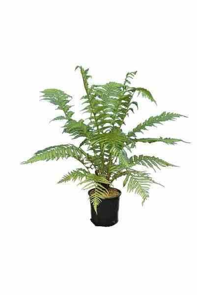 Sans Marque - Dicksonia antartica (fougères arborescentes) Taille:Stipe 40/50 total 150/170cm 30L - Image 2