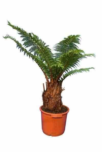Sans Marque - Dicksonia antartica (fougères arborescentes) Taille:Stipe 40/50 total 150/170cm 30L - Image 3