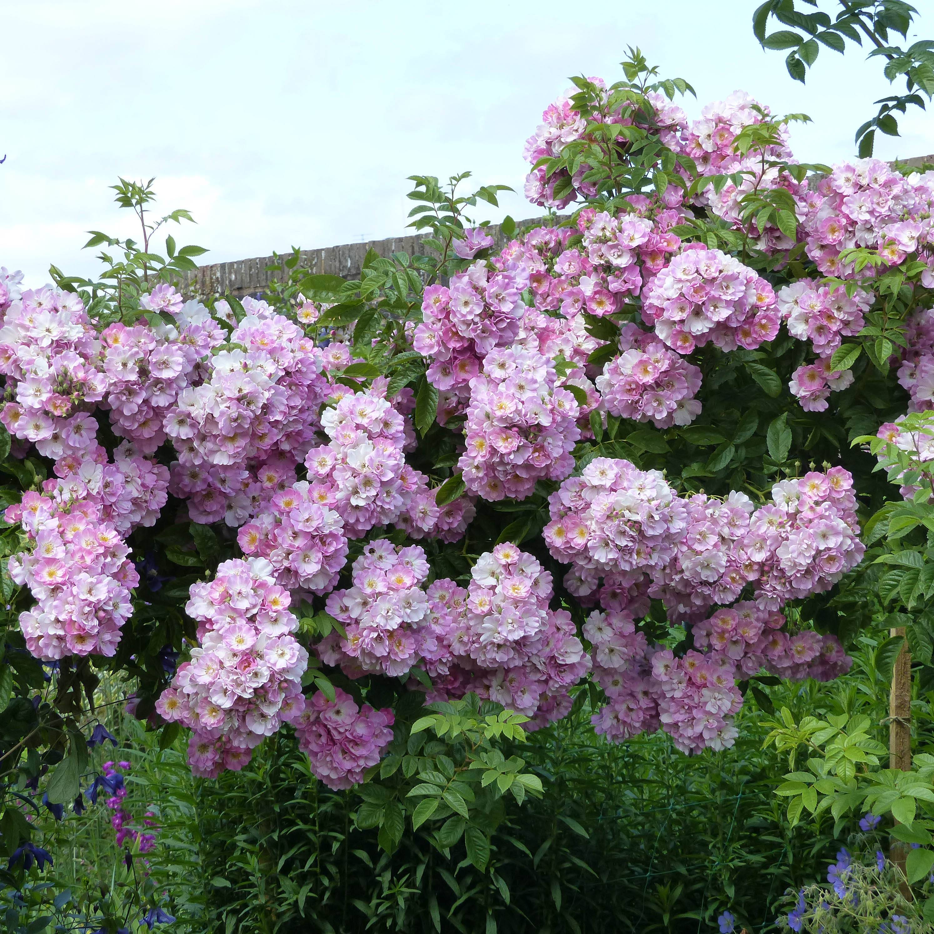 Promesse de Fleurs - Rosier liane Blush Rambler - Rose ancienne Racines nues en motte