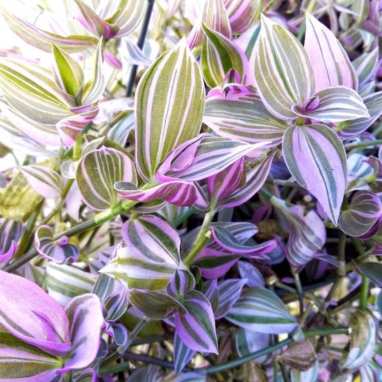 Gardenersdream - Tradescantia Zebrina Misère Juif Errant Pour Maison Bureau (15-25 Cm Avec Pot) - GardenersDream - Image 2