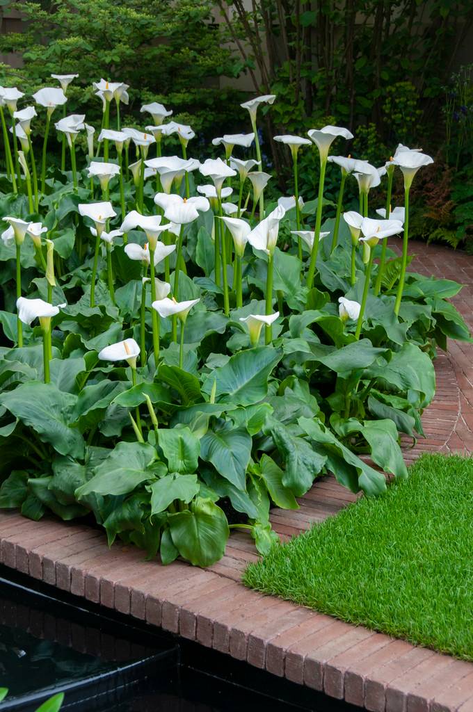 Zantedeschia Aethiopica - Arum blanc - Plantes de bassin - Résistante au gel - H. 10-20 cm - P. 9 cm