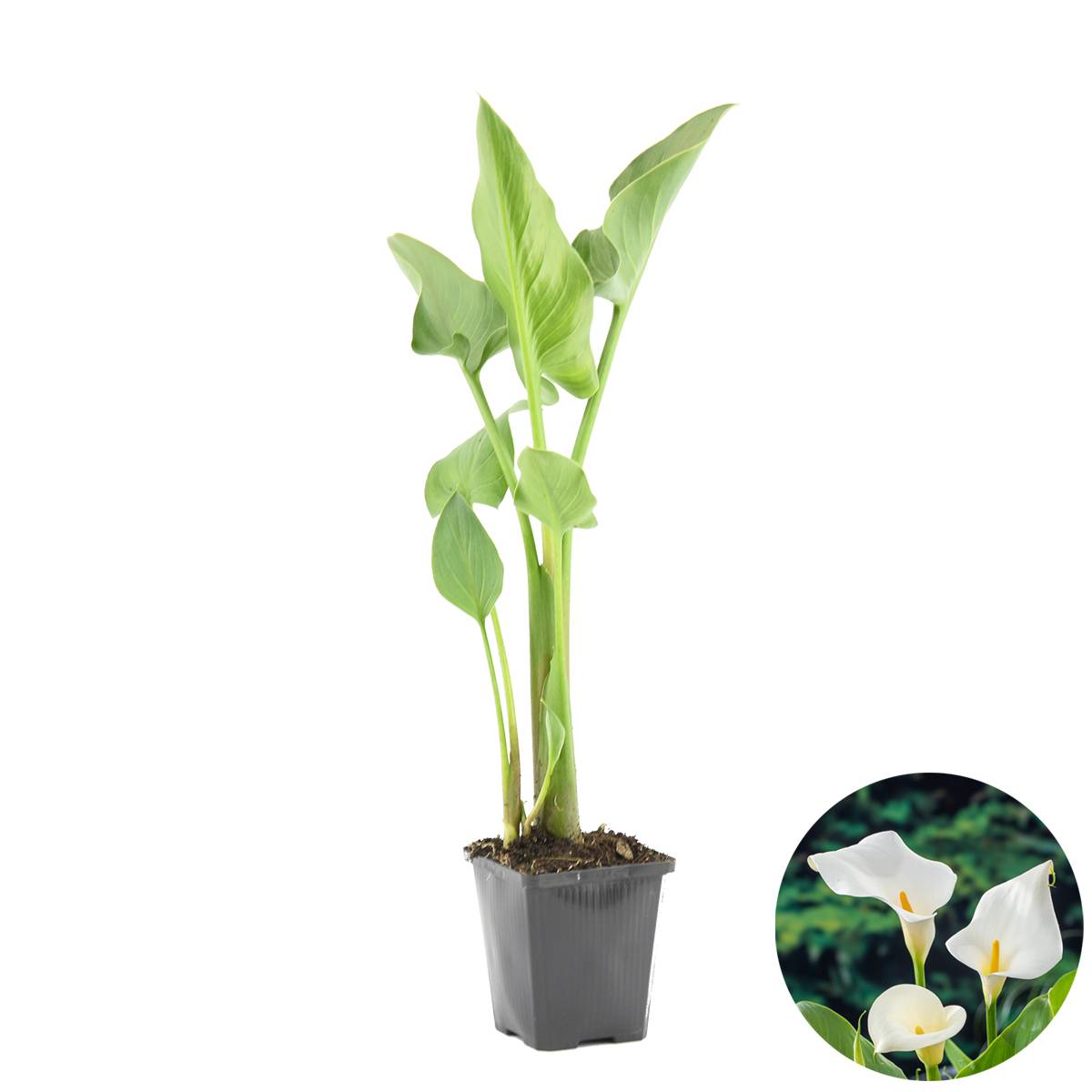 Zantedeschia Aethiopica - Arum blanc - Plantes de bassin - Résistante au gel - H. 10-20 cm - P. 9 cm - Image 4