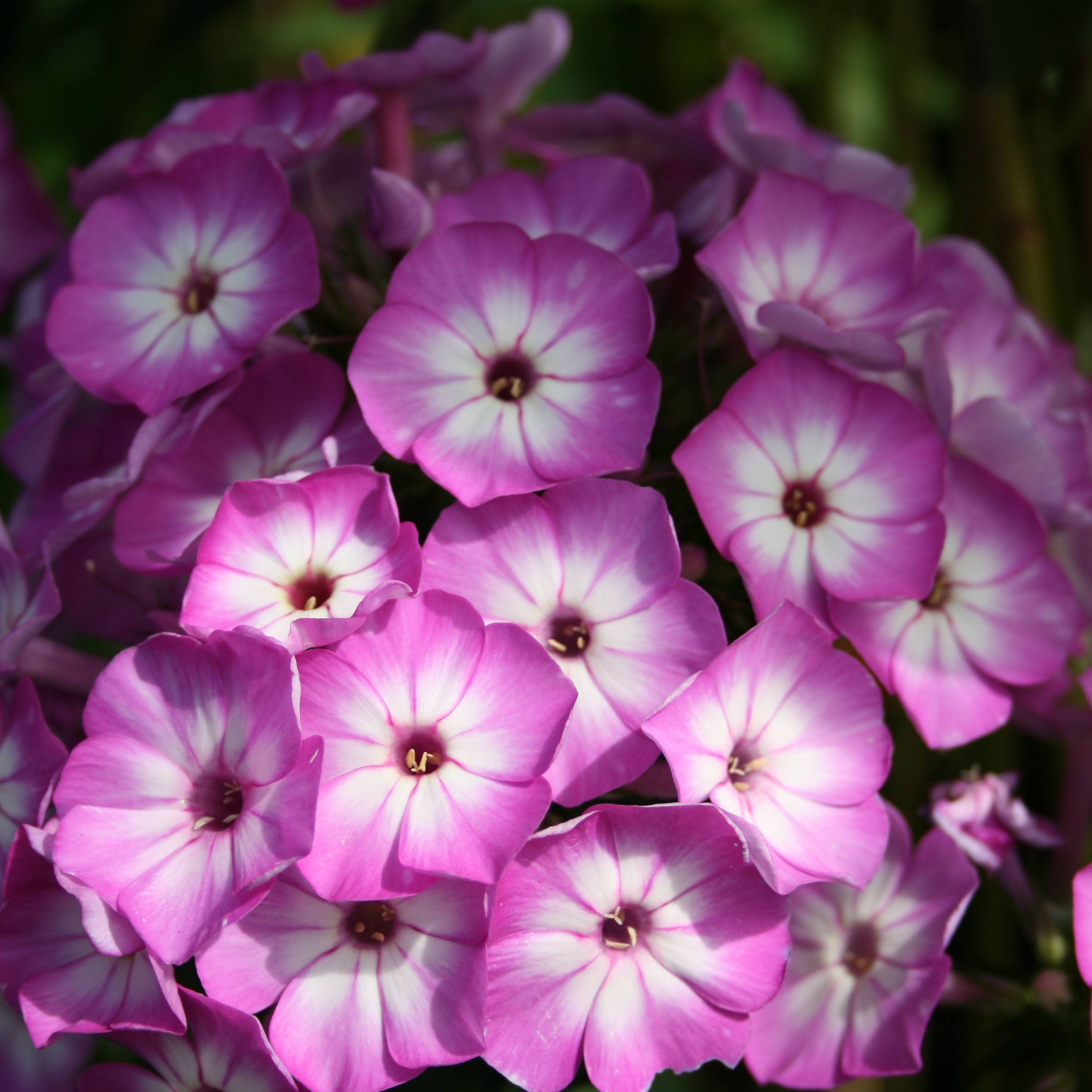 Phlox paniculata Purple Eye Flame Godet de 8/9 cm