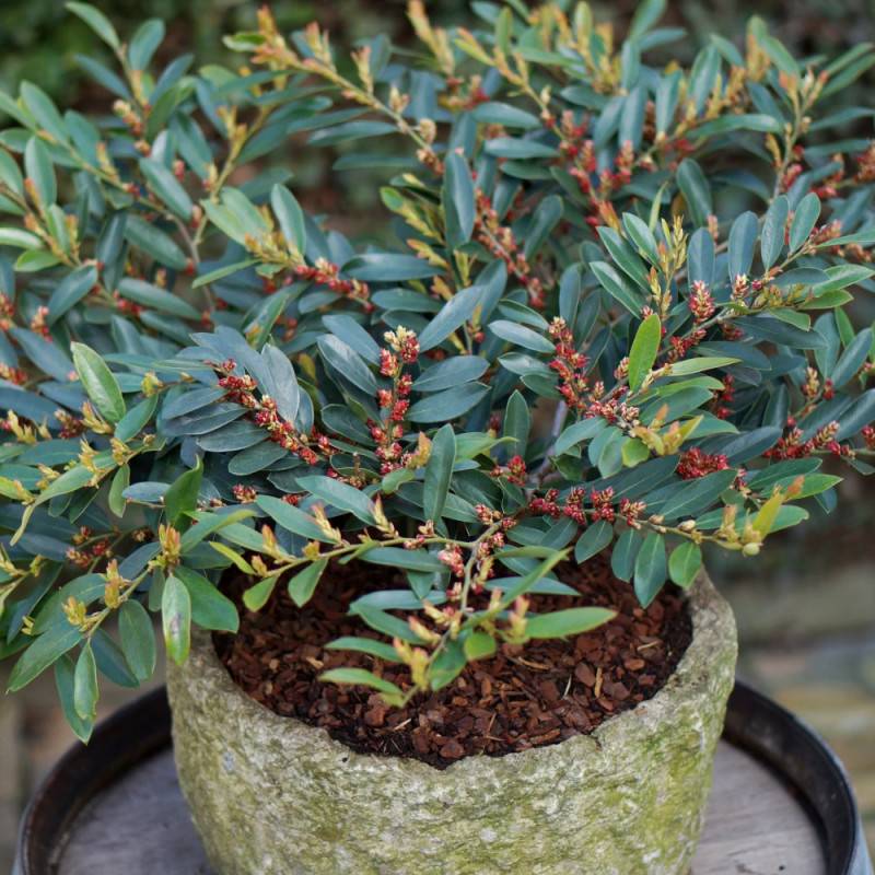 Distylium Blue Cascade® 'Piidist 2' - Pot de 3L - 40/60 cm - Imagen 2
