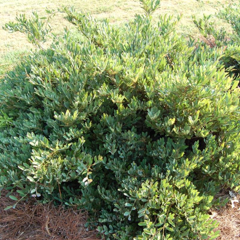 Distylium Blue Cascade® 'Piidist 2' - Pot de 3L - 40/60 cm - Imagen 3