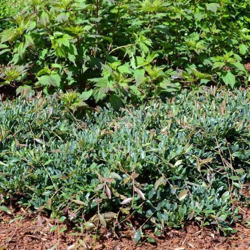 Distylium Blue Cascade® 'Piidist 2' - Pot de 3L - 40/60 cm - Imagen 1