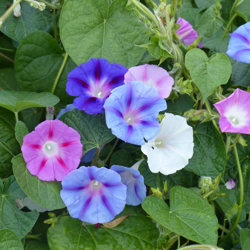Graines d'Ipomée en mélange (Volubilis) - Ipomoea tricolor le sachet de 100 graines environ (3g)