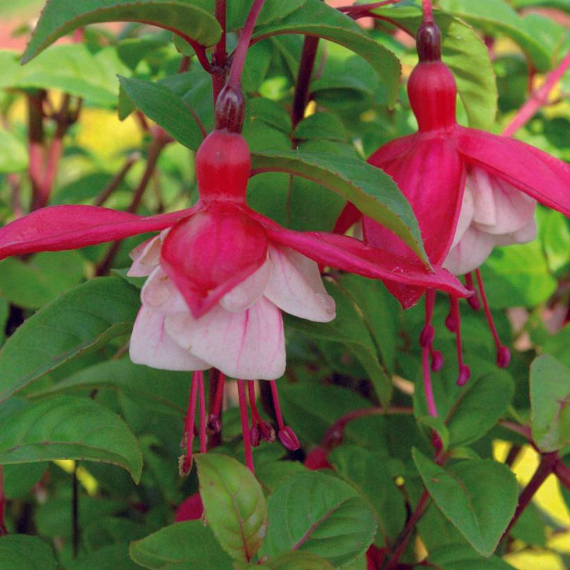 Promesse de Fleurs - Fuchsia rustique Connie Pot de 3L/4L