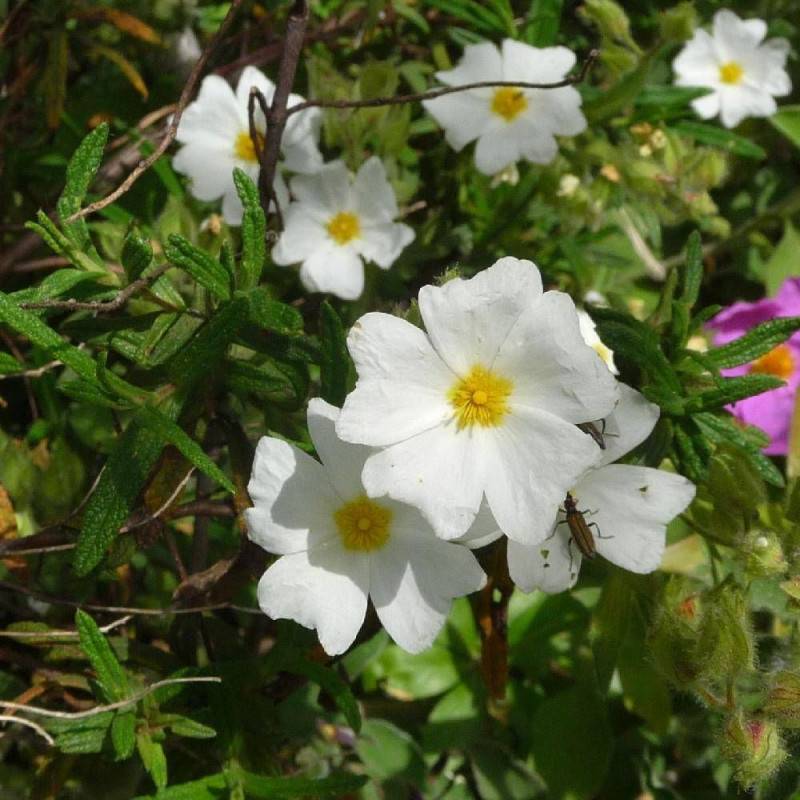 Ciste de Montpellier, Cistus à fleurs Blanche/ - feuillage Persistant - Godet - 5/20 cm - Imagen 1