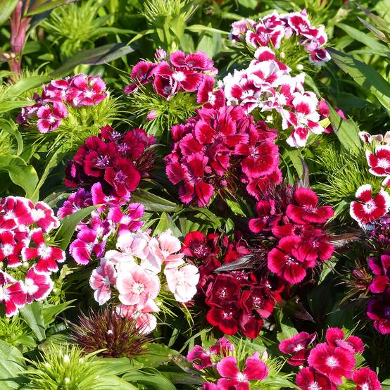 Graines d'Oeillet de poète T&M Auricula Eyed mixed - Dianthus barbatus le sachet de 1100 graines environ (1,3g)