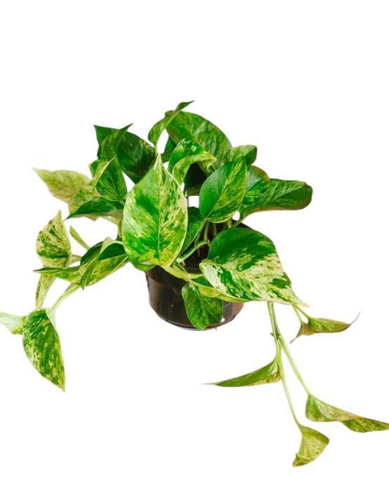 Epipremnum Marble Queen 15cm - Plante d'intérieur- La Green Touch - Image 1