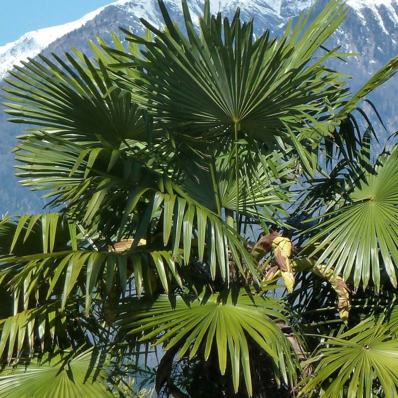Palmier de Chine, Trachycarpus - Pot de 15L - Tronc de 20 cm - Haut. 40/60 cm - Imagen 2