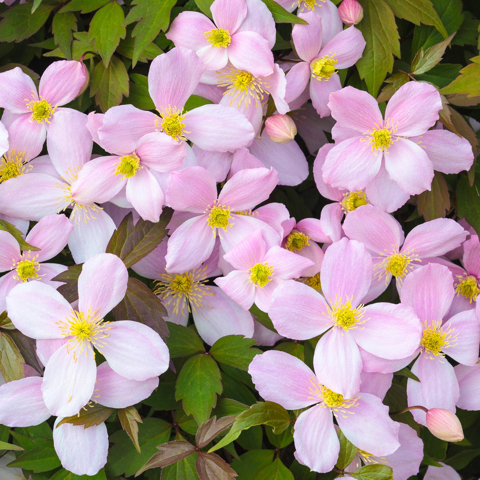 Gardenersdream - Clématite Montana Rubens arbuste grimpant à feuilles caduques et à fleurs roses parfumées - GardenersDream - Imagen 1