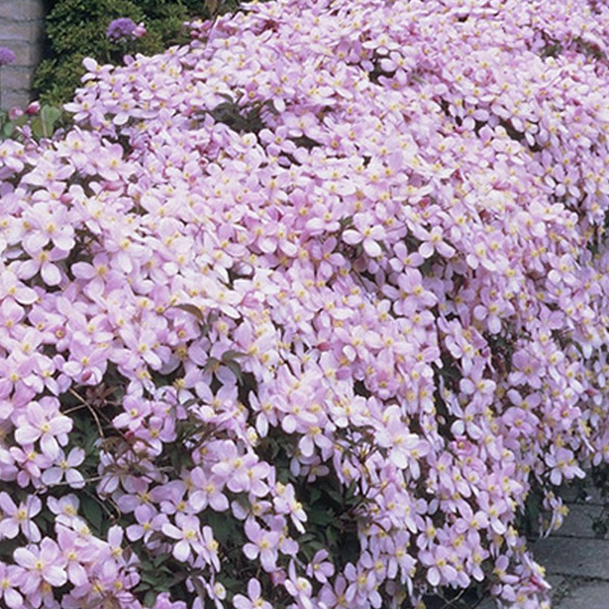 Gardenersdream - Clématite Montana Rubens arbuste grimpant à feuilles caduques et à fleurs roses parfumées - GardenersDream - Imagen 3