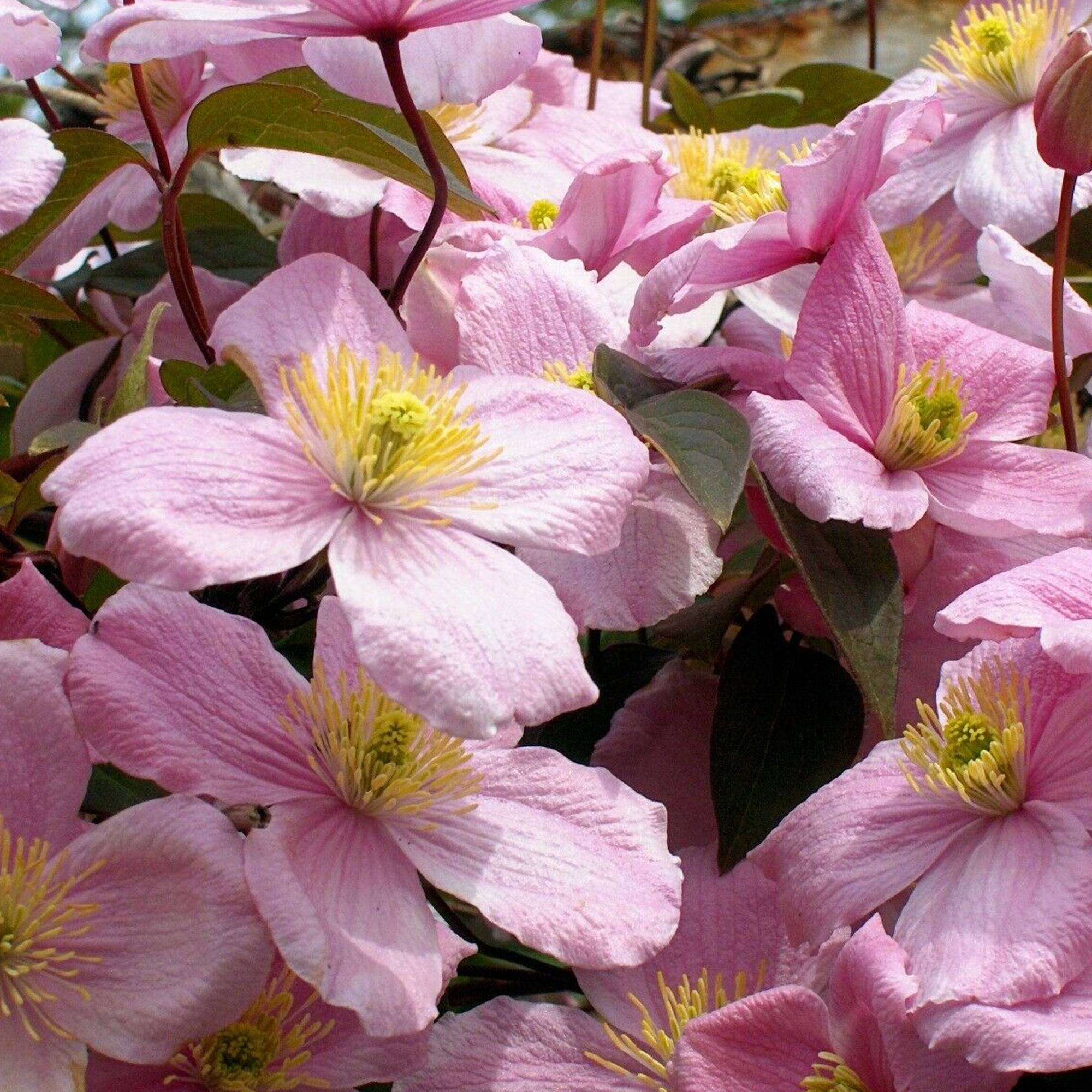 Gardenersdream - Clématite Montana Rubens arbuste grimpant à feuilles caduques et à fleurs roses parfumées - GardenersDream - Imagen 2