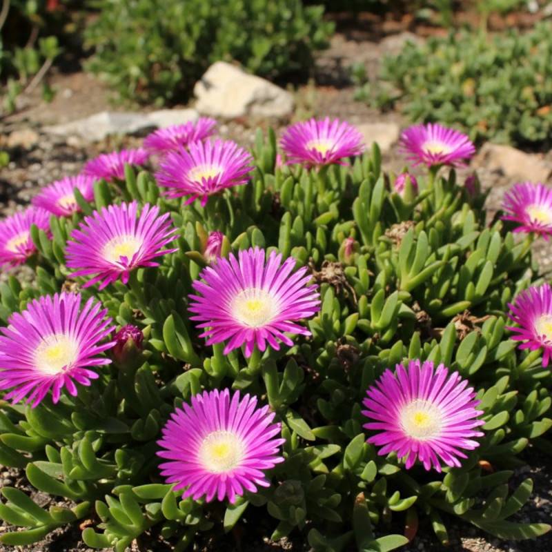 Delosperma sutherlandii, Pourpier vivace à fleurs Rose/ - feuillage Persistant - Godet - 5/20 cm