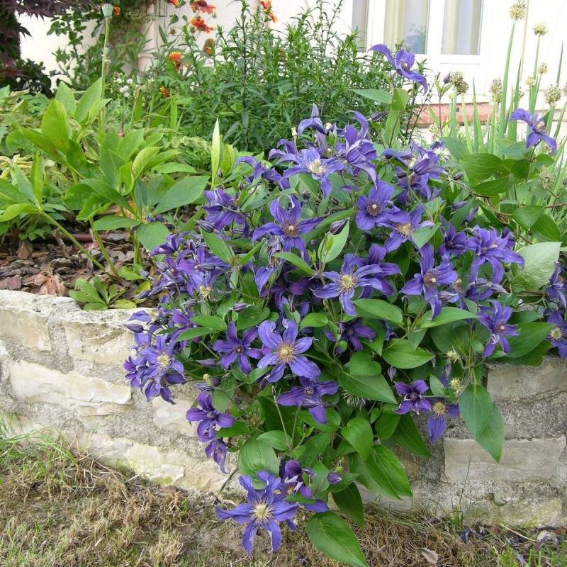 Clématite SAPHYRA® Indigo 'cleminov 51' à fleurs Bleue - feuillage Caduc - Pot de 1,5L - Tuteur bambou 30/60 cm-  hauteur à maturité De 1,00 m à 1,50 - Imagen 5