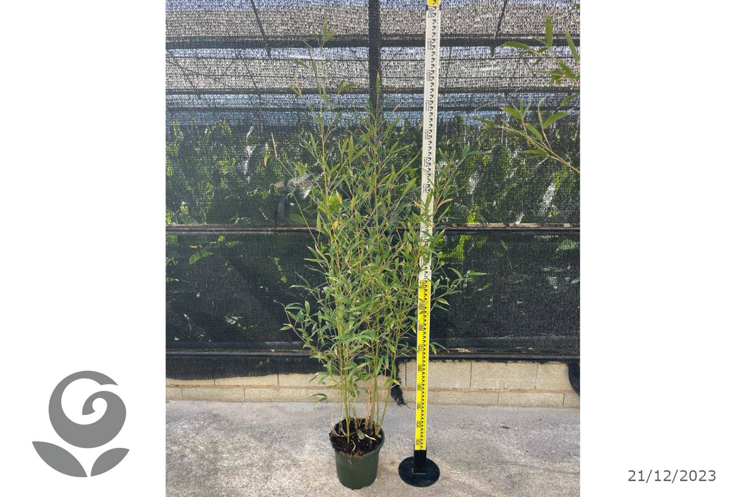 0 - Phyllostachys aurea (bambou doré) Pot de 35L - 200/220 cm - Image 2