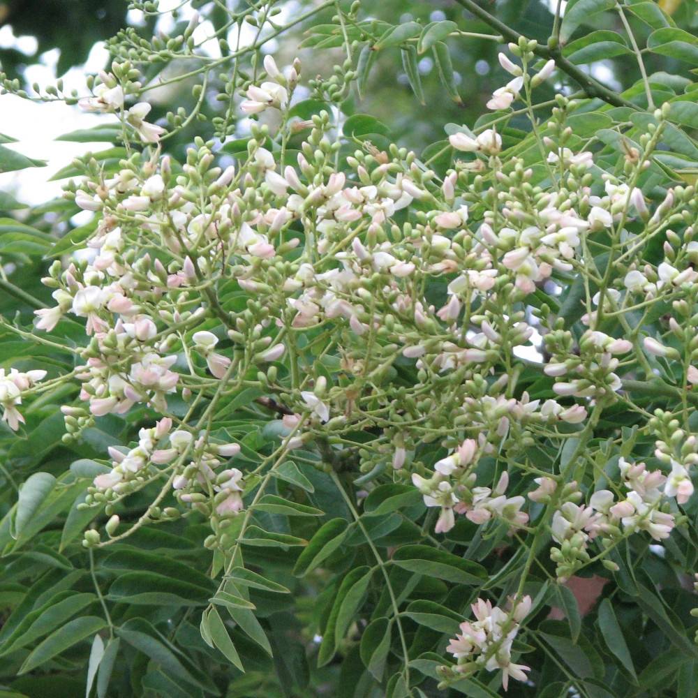Sophora du Japon, Arbre aux pagodes - Pot de 30L - Tige 8/10