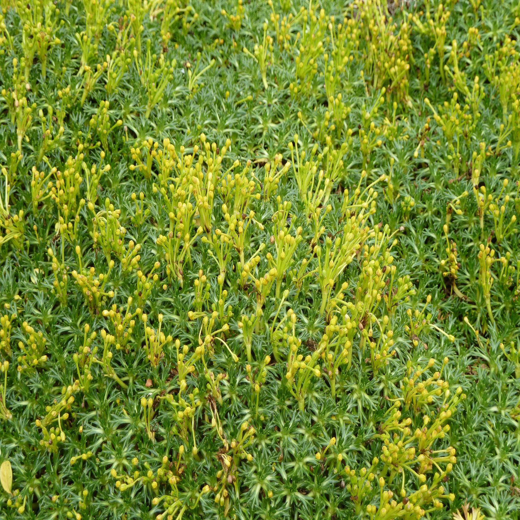 Azorella trifurcata - Azorelle Godet de 8/9 cm - Jardiland