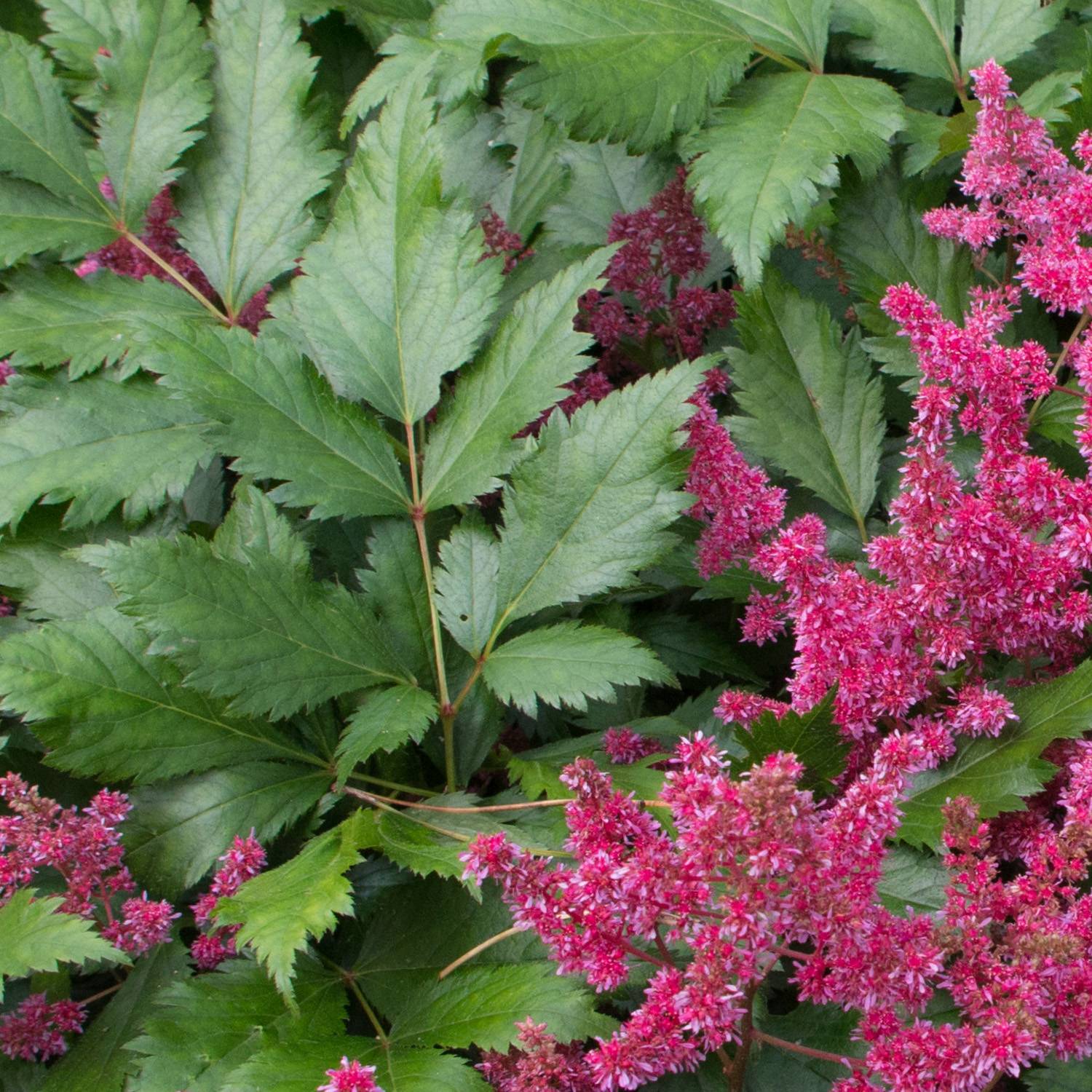 Astilbe japonica Red Sentinel Godet de 8/9 cm
