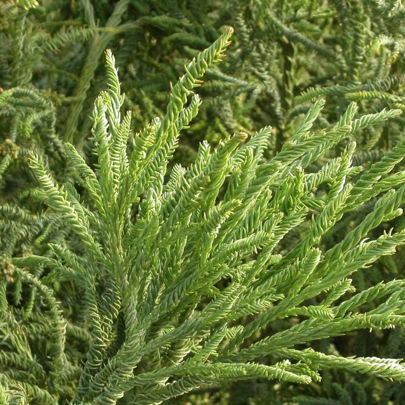 Cèdre du Japon Rasen Sugi, Cryptomeria - Pot de 3L - 20/40 cm - Image 1