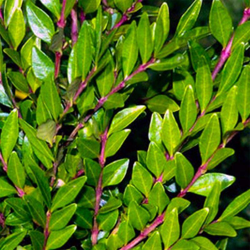 Chèvrefeuille à cupule (Lonicera pileata) - Godet - Taille 13/25cm - Pépinières Naudet