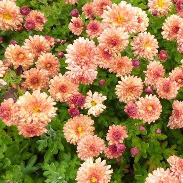 Chrysanthème des jardins Herbstbrokat - Chrysanthemum (x) indicum Godet de 8/9 cm