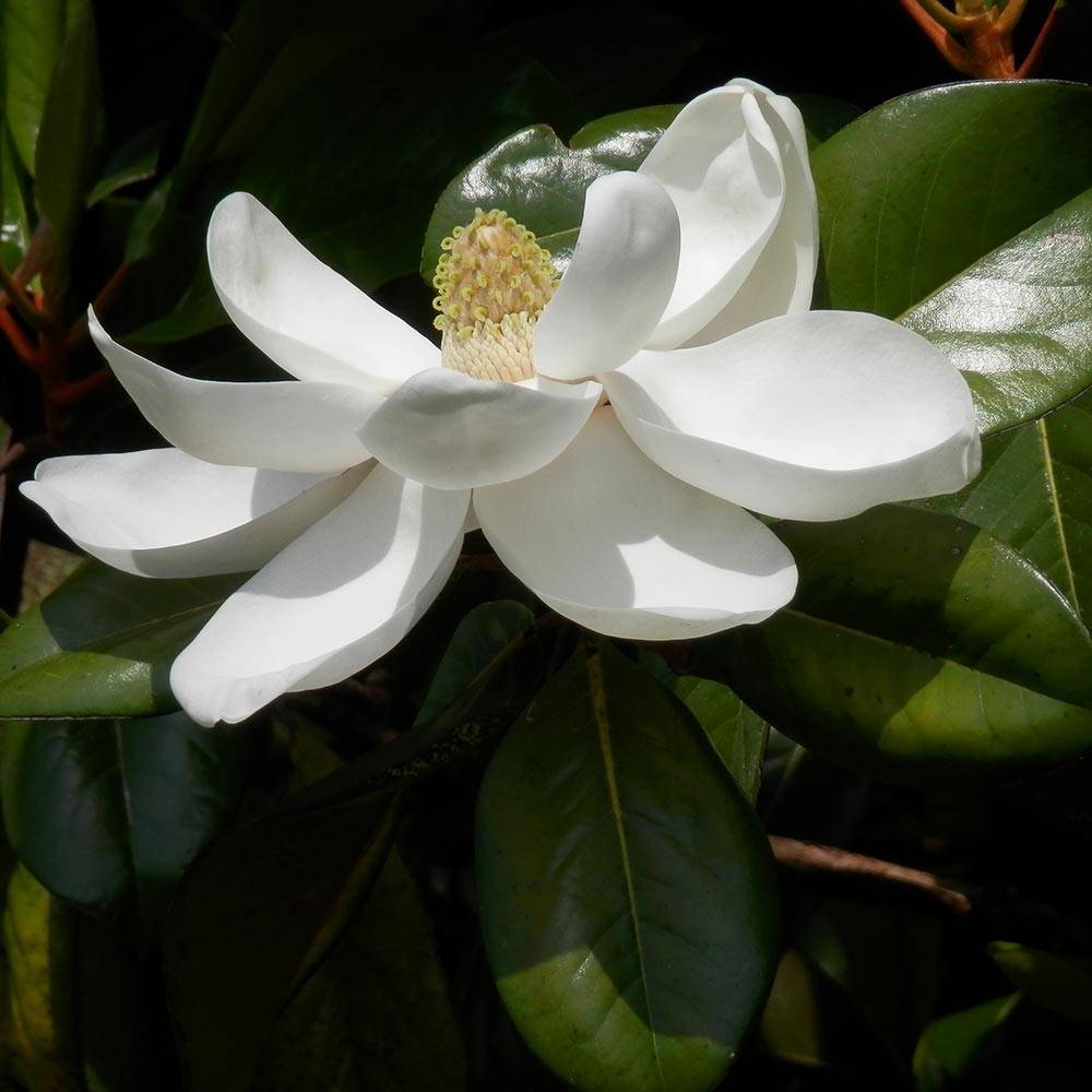 Promesse de Fleurs - Magnolia grandiflora Treyve Pot de 4L/5L, Baliveau - Image 1