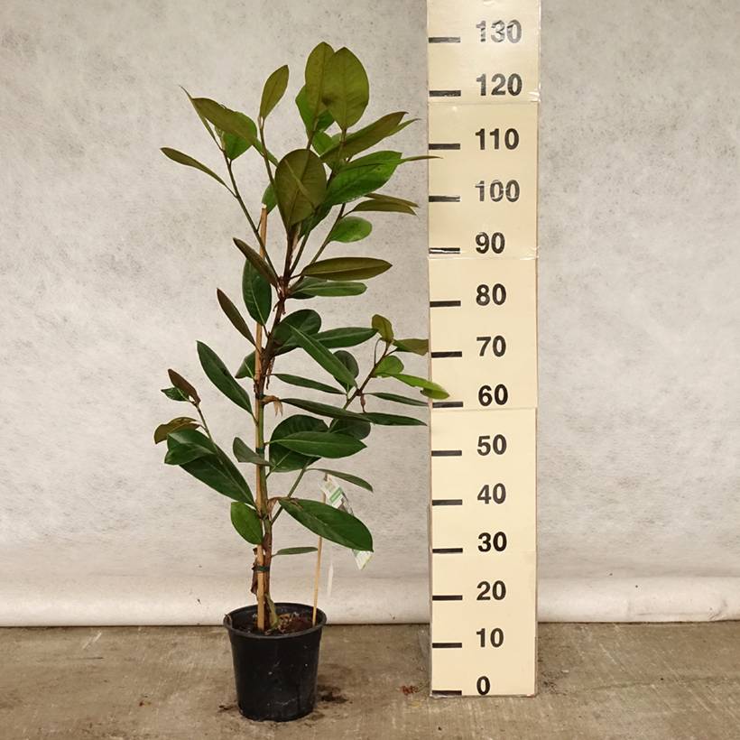 Promesse de Fleurs - Magnolia grandiflora Treyve Pot de 4L/5L, Baliveau - Image 2