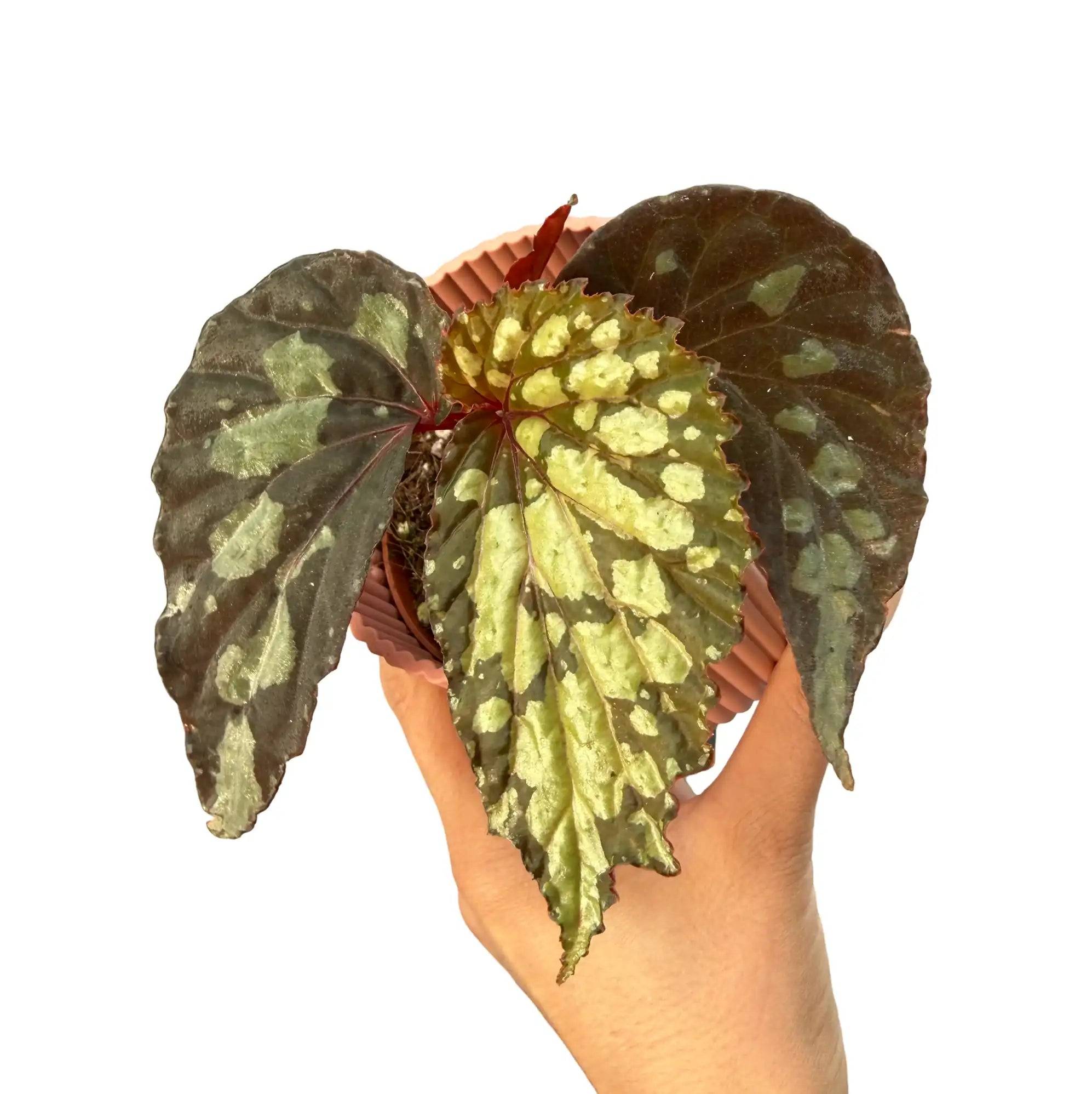 Begonia 'Lucifer' - Pot de 8cm - Plantes d'intérieur