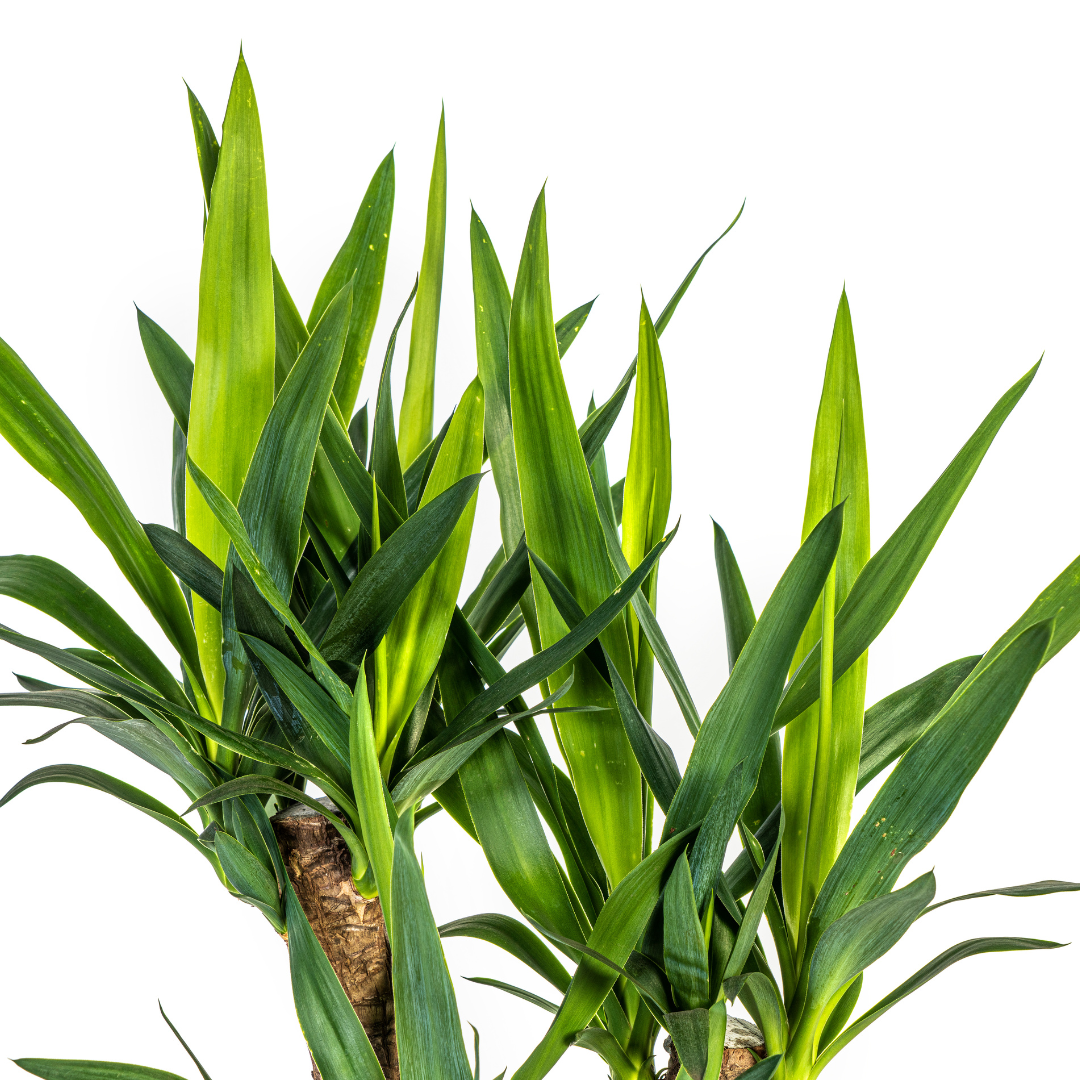 La Green Touch - Yucca Elephantipes Ramifiée - H80cm - Image 2