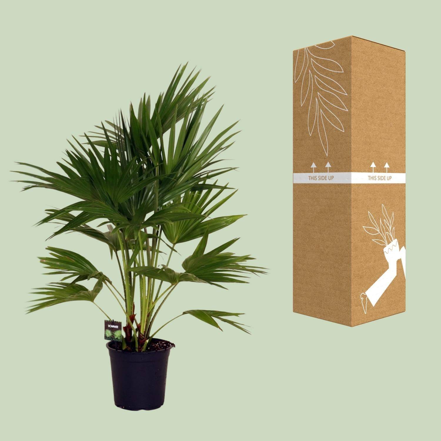 La Green Touch - Livistona Chinensis - D24 H100cm - Image 3
