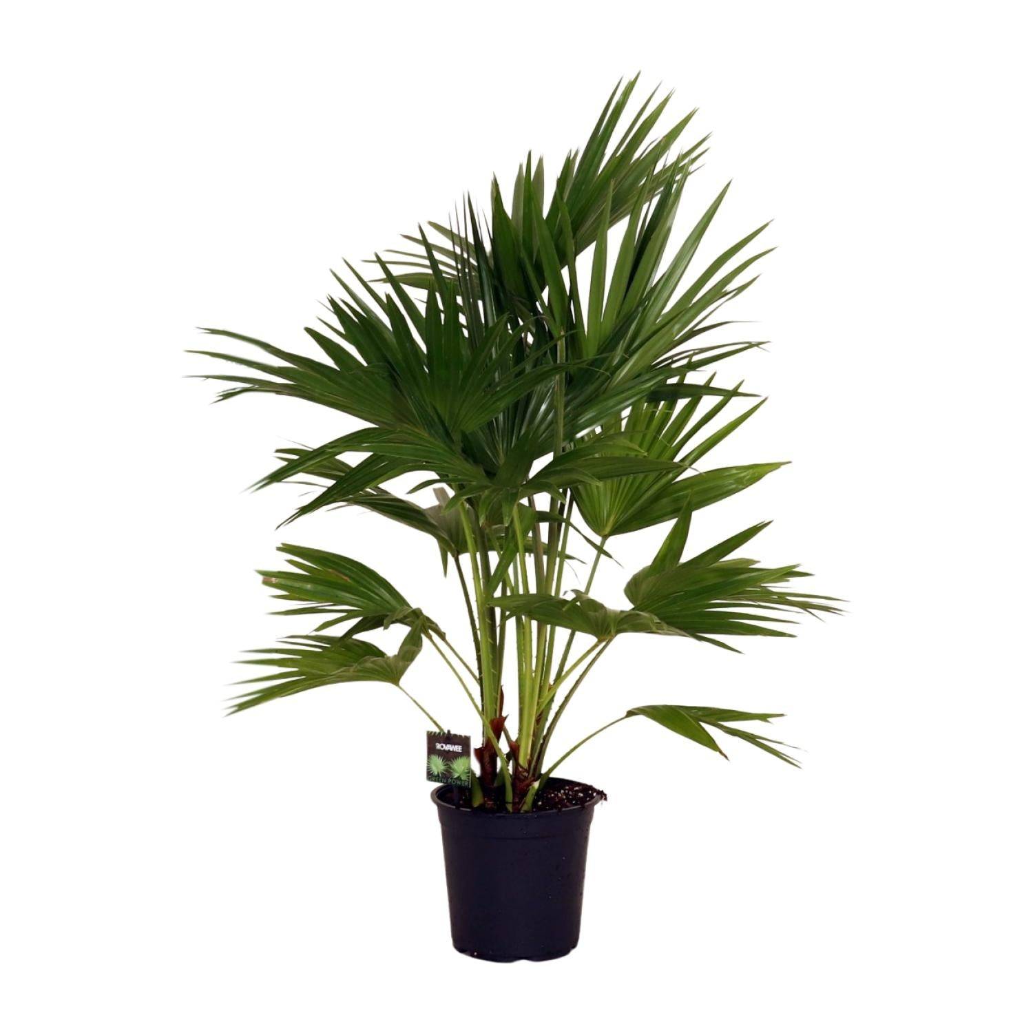 Livistona Chinensis - D24 H100cm
